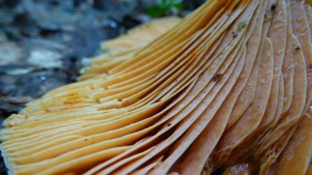 mushroom closeup - macro