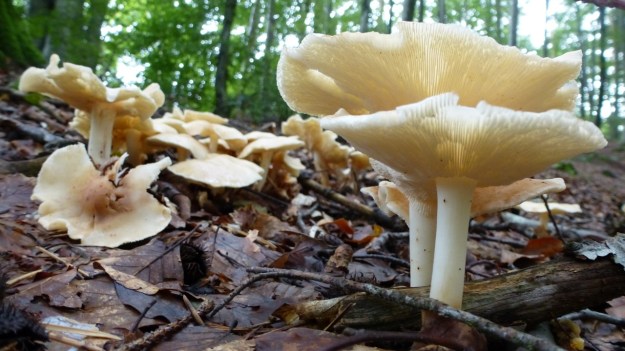 mushrooms in the forrest