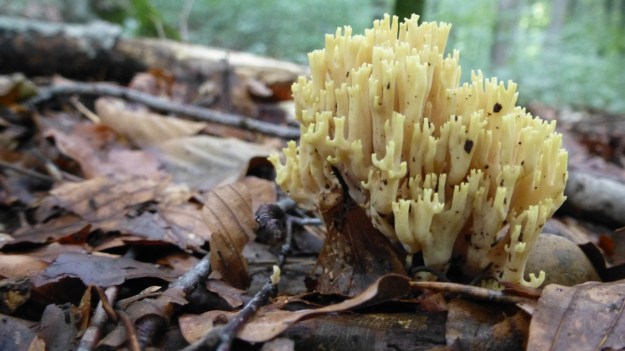 mushroom in the forrest 