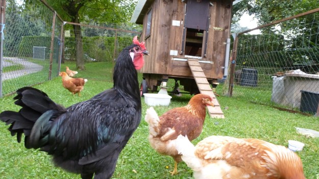 Neighbors Rooster and his 5 chicks - organic farm free