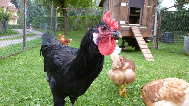 Neighbors Rooster and his 5 chicks - organic farm free