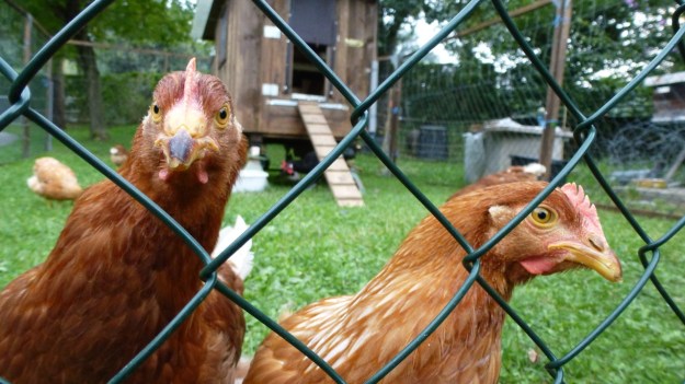 Neighbors Rooster and his 5 chicks - organic farm free