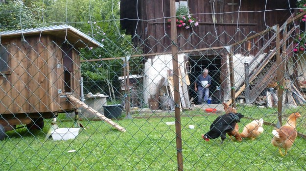 Neighbors Rooster and his 5 chicks - organic farm free
