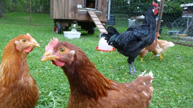 Neighbors Rooster and his 5 chicks - organic farm free