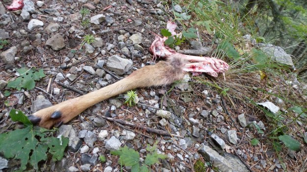 Remains of a wulf´s breakfast1