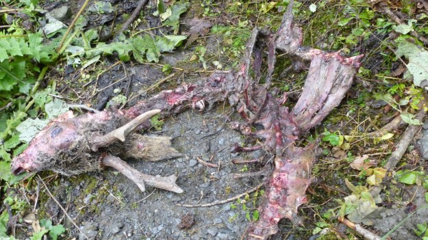 Remains of a wulf´s breakfast