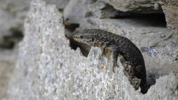 Valle Maira - Cemetery lizzard