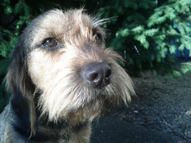 Beard of the Day - Tillman