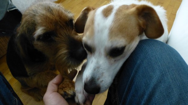 Sunday morning coffee, a fresh bread and pfote morning class dogs 