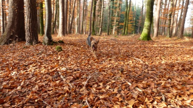 Sundaywalk with the dogs running free