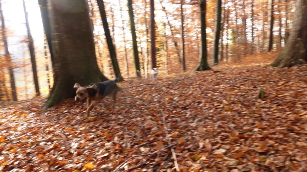 Sundaywalk with the dogs running free