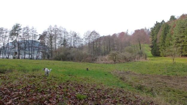 Sundaywalk with the dogs swamp schleiensee