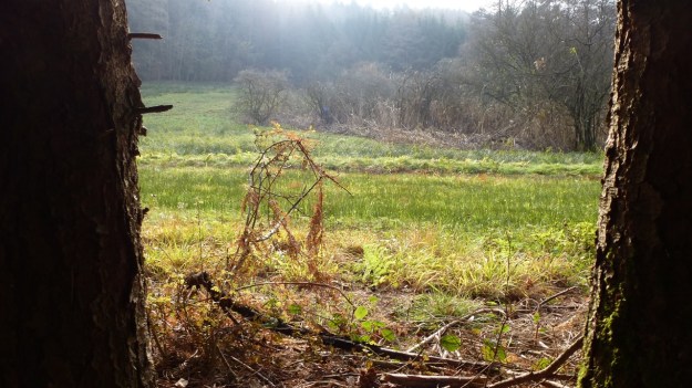 Sundaywalk with the dogs schleiensee 