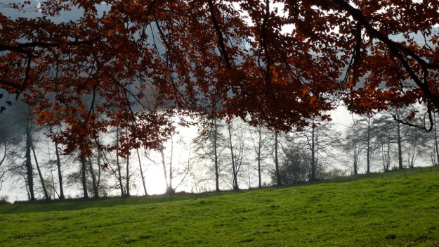 Sundaywalk with the dogs schleiensee path