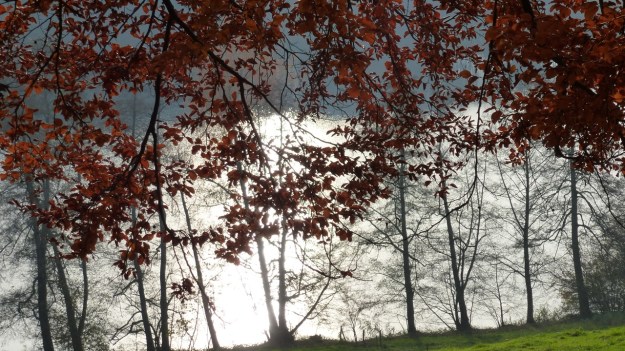 Sundaywalk with the dogs - water reflexion