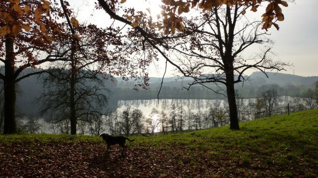 Sundaywalk with the dogs schleiensee and bodensee and alps view