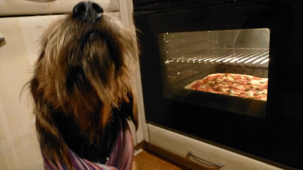 Bread and Pizza Workshop Tillman the bearded dog