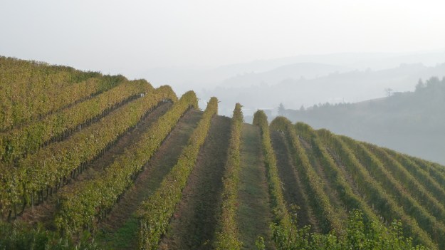 vineyard with fog piemont