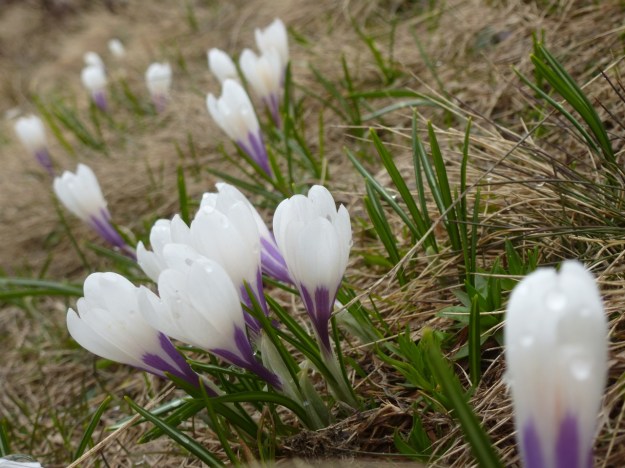 hohe kugel austria hiking 3