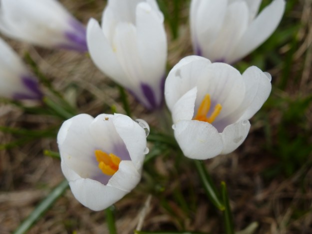 hohe kugel austria hiking 4