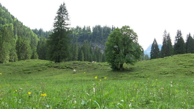 Hiking Sibratsgfäll Austria Alm Sennerei01