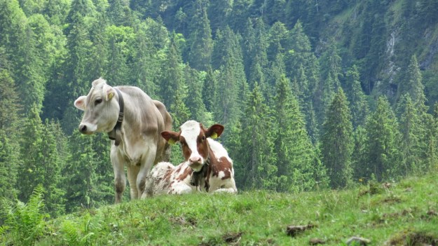 Hiking Sibratsgfäll Austria Alm Sennerei03