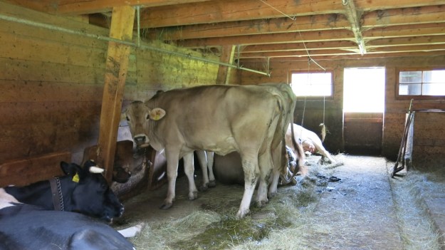 Hiking Sibratsgfäll Austria Alm Sennerei04