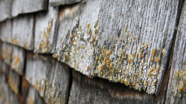 Hiking Sibratsgfäll Austria Alm Sennerei05