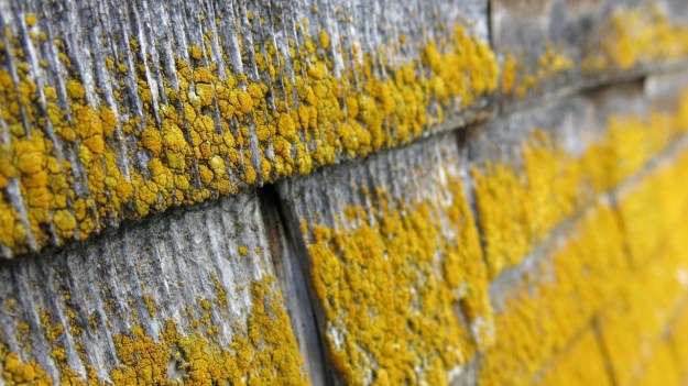 Hiking Sibratsgfäll Austria Alm Sennerei17