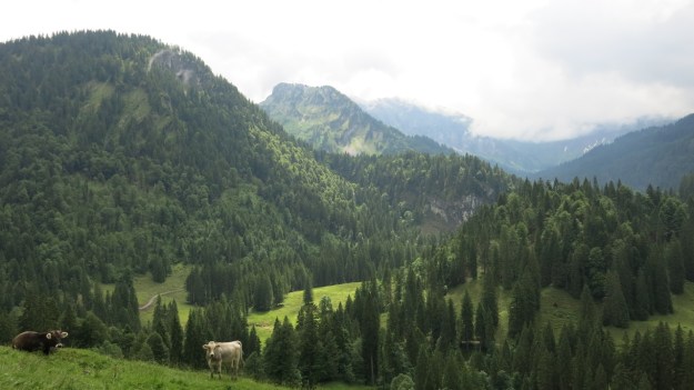Hiking Sibratsgfäll Austria Alm Sennerei24
