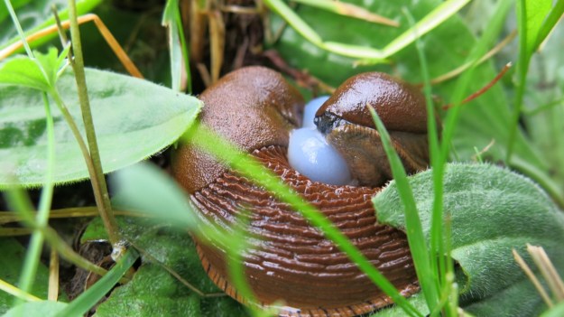 Hiking Sibratsgfäll Austria Alm Sennerei25