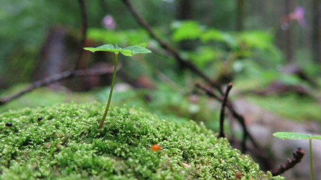 Hiking Sibratsgfäll Austria Alm Sennerei29