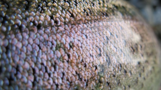 Fly fishing - Feinschmuck 03