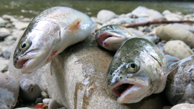 Fly fishing - Feinschmuck 25