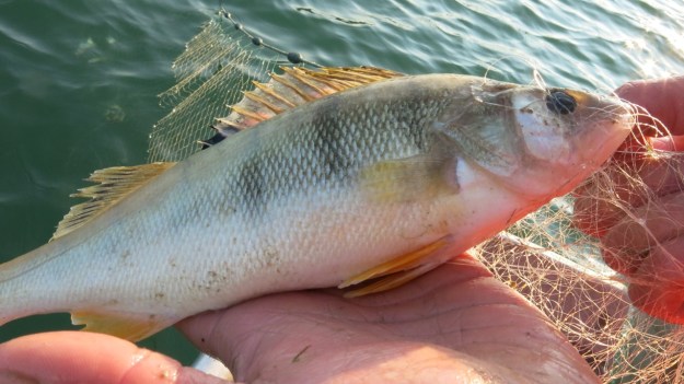 lake of constance fisherman19