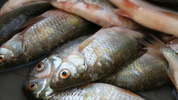 lake of constance fisherman23