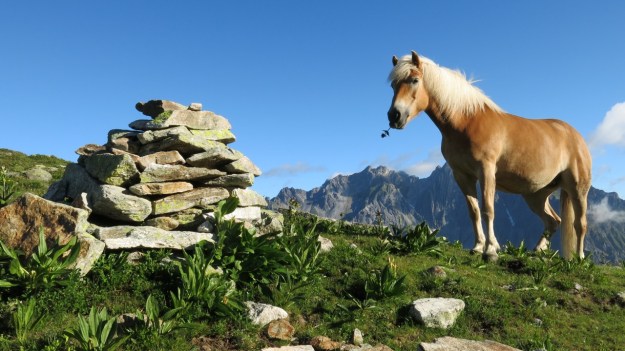 Haflinger Horse