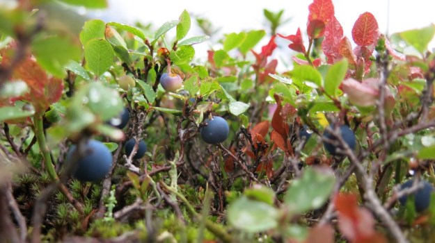 Hiking St. Anton Arlberg  089