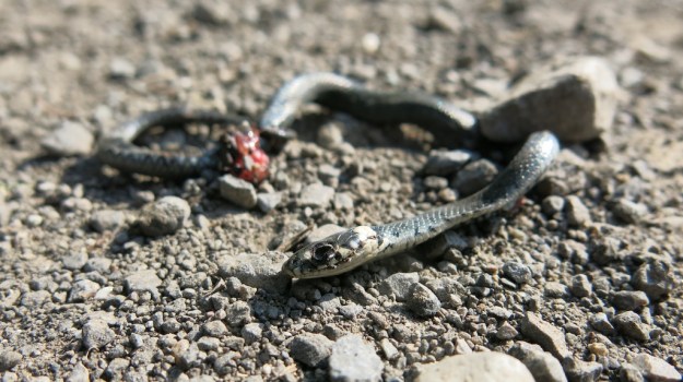 river camp and fish 045