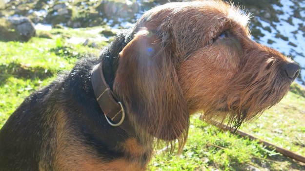 be-cause blog - handmade dog id collars 803