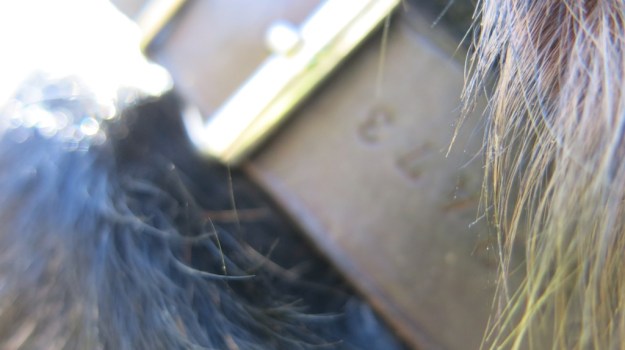 be-cause blog - handmade dog id collars 804