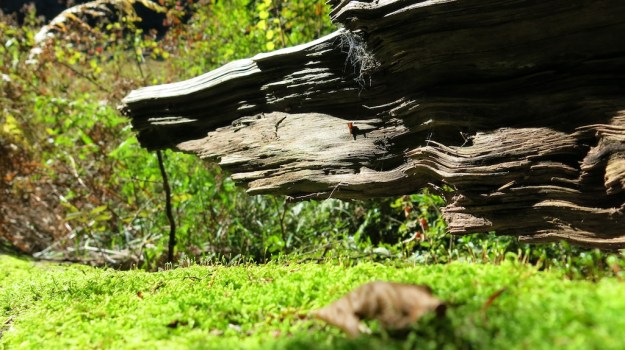 Herbstspaziergang 722