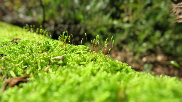 Herbstspaziergang 723