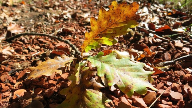 Herbstspaziergang 724