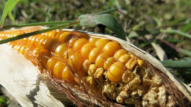 Herbstspaziergang 725