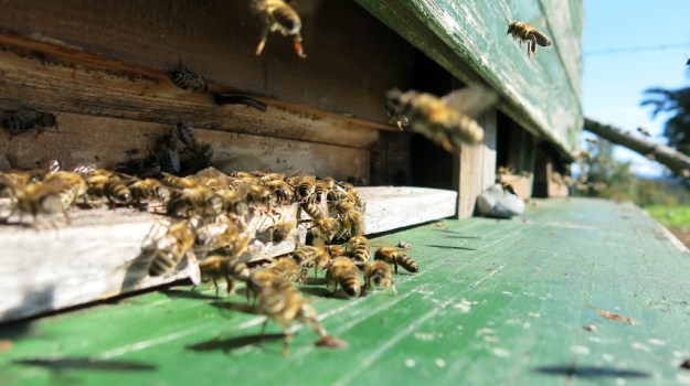 Herbstspaziergang 727