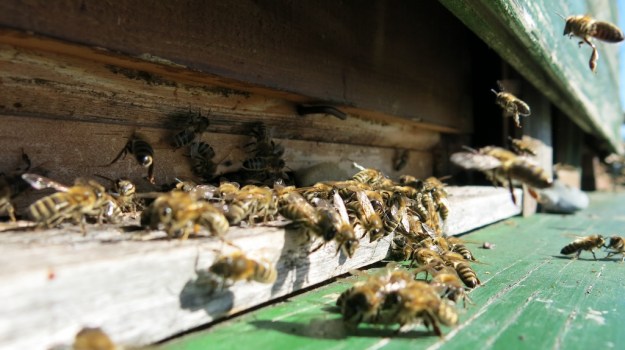 Herbstspaziergang 728