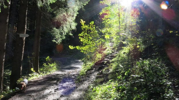 Hiking to the Sarotlahütte  786
