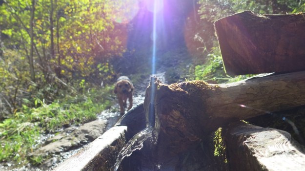 Hiking to the Sarotlahütte  788