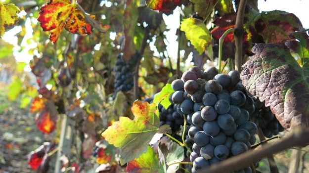 Piemont Italy 2013 900